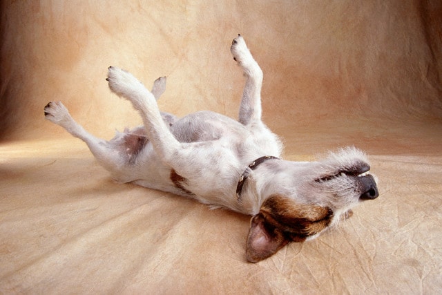 cani a pancia in su verona