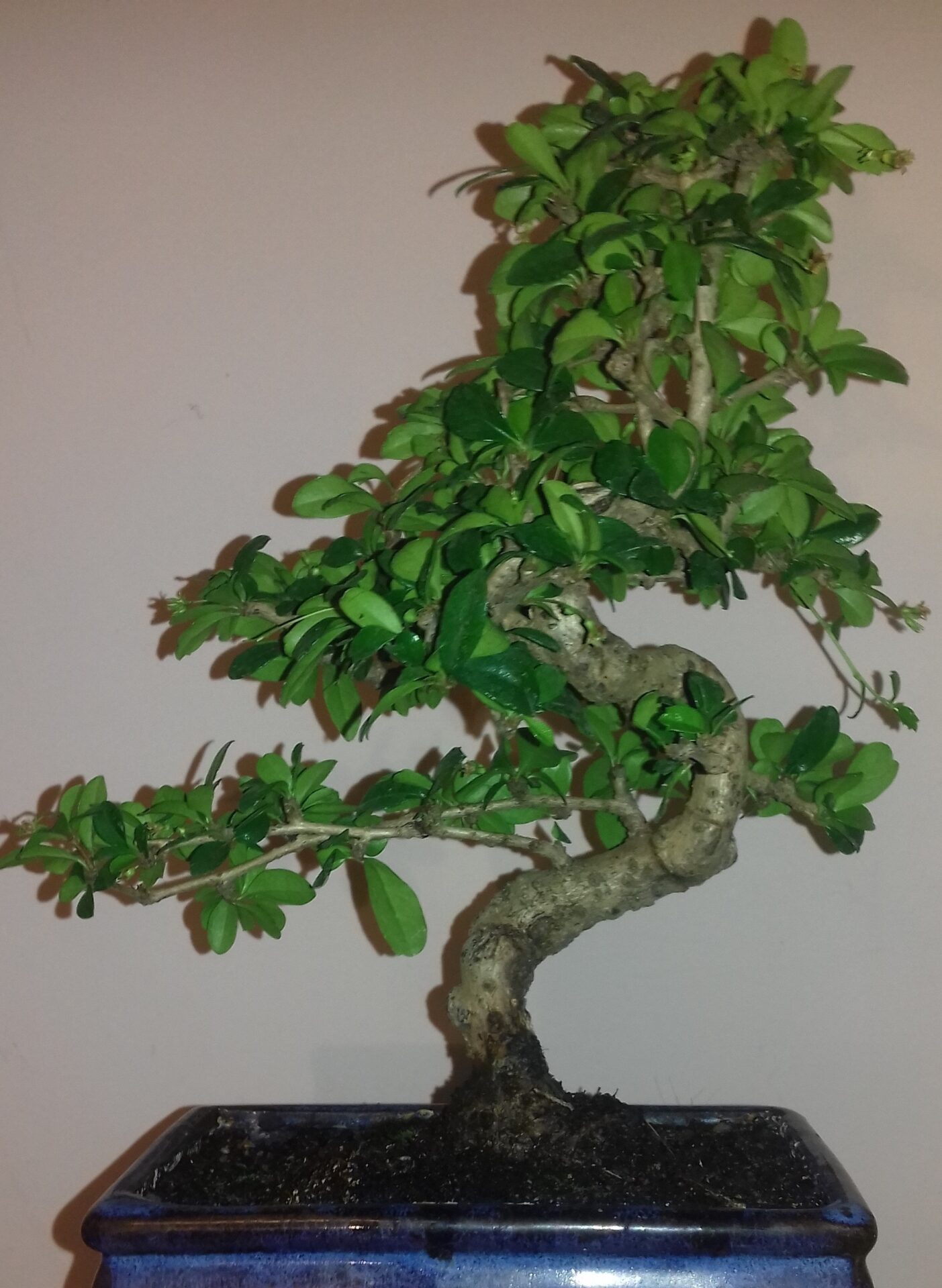 prendersi cura bonsai