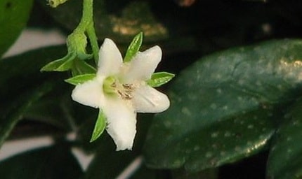 fiori bianchi bonsai