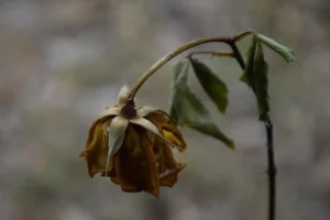 Foto di un fiore di rosa appassito e ingiallito che pende verso il basso da un gambo ricurvo con foglie secche, usato per riferirsi simbolicamente al timore di chi soffre di dipendenza affettiva che il proprio partner possa perdere interesse, tema di cui si occupa lo psicologo Alessio Congiu
